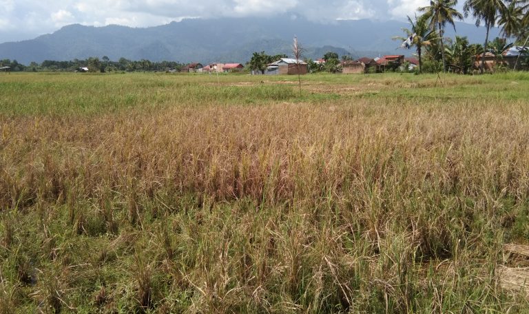 Antisipasi Wereng, Petani jangan Budidayakan Varietas yang Sama Berkali-kali