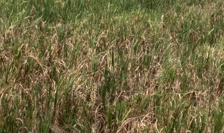 Petani Pasaman Terancam Kelaparan, Sawah Diserang Hama Aneh