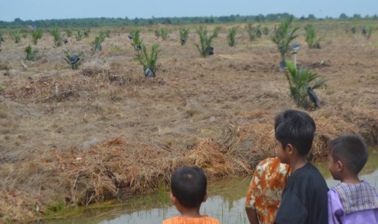 Tersedia Rp30 Triliun, Dana Peremajaan Sawit Baru 11 Persen yang Terserap