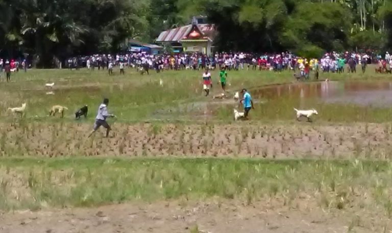 Ribuan Pecinta Buru Babi bakal Taklukan Tantangan Berburu di ‘Alek Kota Sawit’