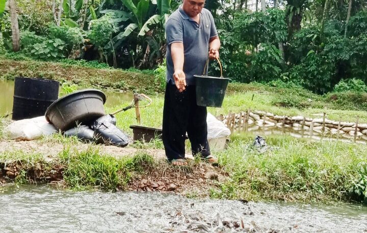 Masmar Efendi Pelaku Budidaya Lele dan Patin, Bertahan di Tengah Pusaran Covid-19