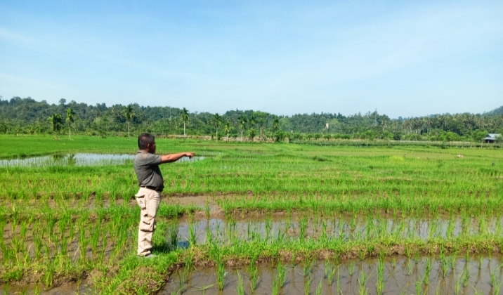 200 Ha Lebih Sawah di Korong Asam Pulau dan Rimbo Kalam Padangpariaman Terancam Gagal Panen