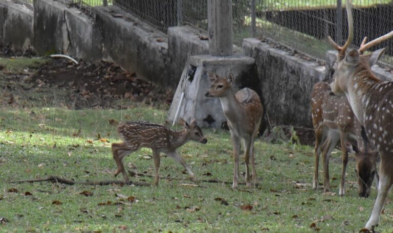 Dibawa Dari Istana Bogor, Rusa di Semen Padang Beranak Lagi
