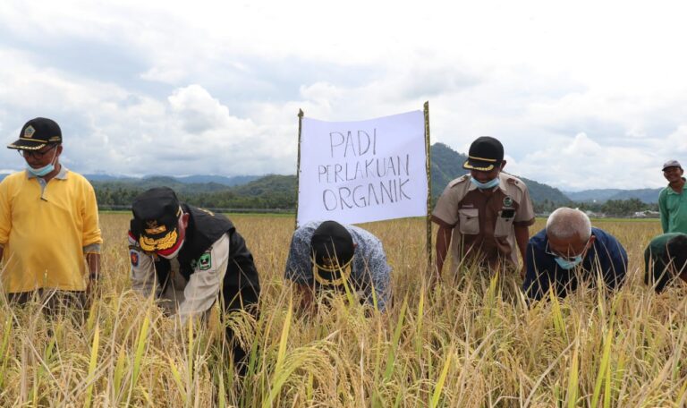 Mahyeldi: Lahan Sawah Luas, yang Padi Organik masih Sedikit