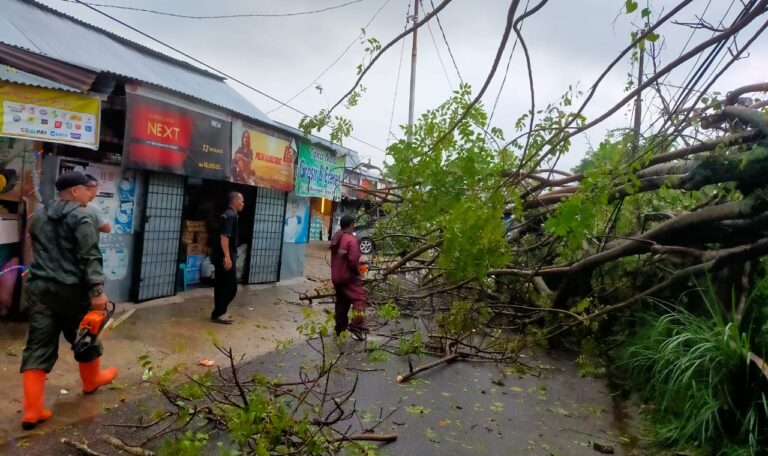 Angin Kencang Disertai Hujan Melanda Kota Padang, Sejumlah Pohon Bertumbangan