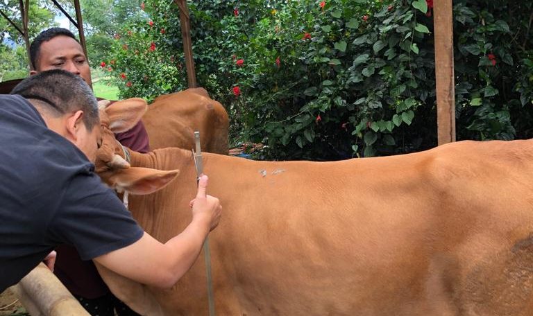 Sumbar Sebar Bantuan Ternak bagi 315 Kelompok Selama 2021