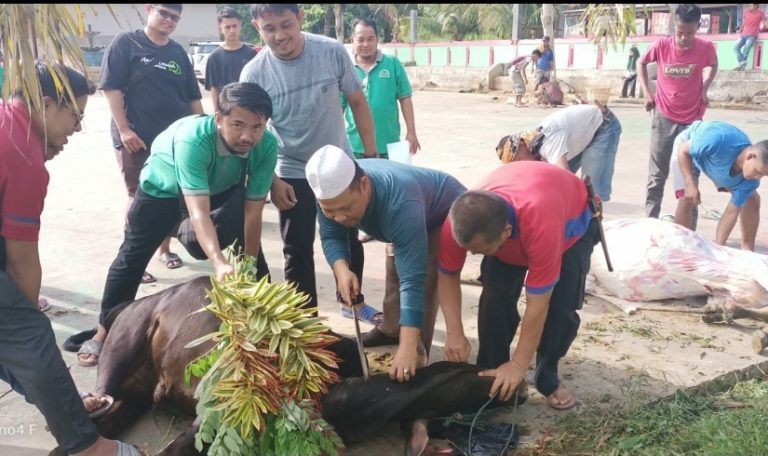 Halaman MAN 3 Padang Berdarah – darah, Lima Sapi Kurban Disembelih 