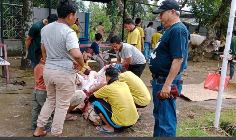 Tahun Kedua, STMIK Indonesia Sembelih Hewan Kurban Tiga Ekor Sapi