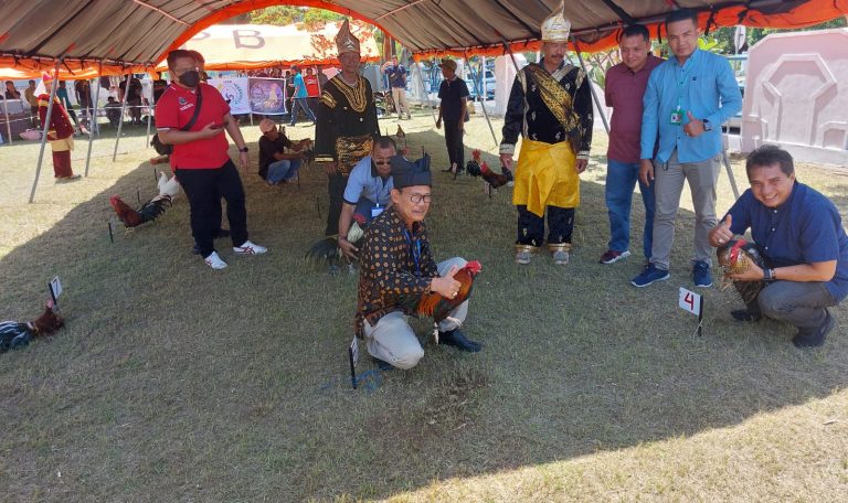 Lestarikan Ayam Endemik Sumbar, Dishub Sumbar Gelar Lomba Ayam Kukuk Balenggek