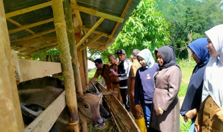 Keltan Cimpago Badusanak Terima Bantuan 4 Ekor Kerbau dan 7 Kambing