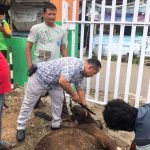 Idul Adha 1444 H, Afrizal Kepala MAN 3 Sembelih 2 Ekor Sapi Kurban 