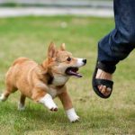 Sepanjang 2023, 16 Warga Kota Padang Digigit Hewan Penular Rabies