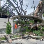 Angin Kencang Landa Kota Padang, 21 Pohon Tumbang