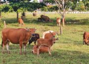 Menyerang 53 Nagari, Wabah PMK di Sumbar Mencapai 108 Kasus