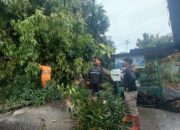 Pohon Ambacang Tumbang Hambat Akses Jalan di Korong Gadang Padang