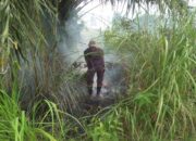 Kebakaran Hutan dan Lahan Melanda Daerah di Tiga Provinsi