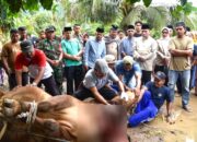 Kurban Presiden RI Disalurkan di Padang, Maigus Hadir Langsung