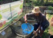 Hasil Penelitian Semen Padang, Maggot Efektif Tingkatkan Pertumbuhan Ikan Nila