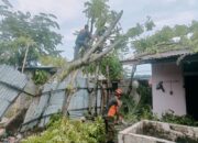 Pohon Kedondong Tumbang Timpa Rumah Warga di Rawang Padang Selatan
