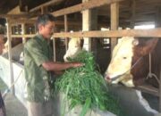 Meningkat, Kebutuhan Hewan Kurban Sumbar Capai 43 Ribu Ekor