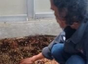 Budidaya Maggot Banyak Manfaat, Solusi Atasi Sampah Rumah Tangga