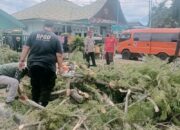 Pohon Besar Tumbang di Padang Timur, Listrik dan Akses Jalan Terganggu