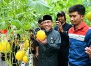Maigus Nasir Dukung Petani Muda Padang Kembangkan Melon Golden Premium Hidroponik