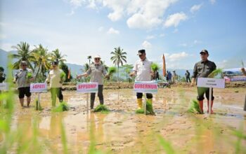Percepat Pemulihan Lahan Terdampak Bencana lewat Gerakan Tanam Serempak 50 Ribu Hektare