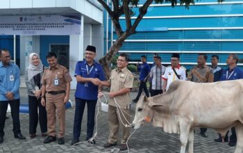 Dari Karyawan dan Mitra, Perumda AM Kota Padang Sebar 85 Ekor Hewan Kurban