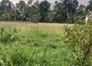 Pasca putusnya Irigasi Gunung Nago, Ratusan Petani Menjerit, 300 Ha Sawah Terlantar