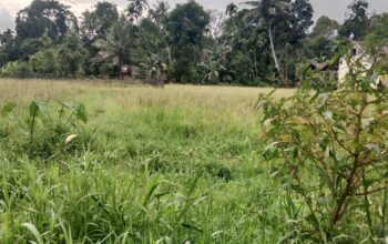 Pasca putusnya Irigasi Gunung Nago, Ratusan Petani Menjerit, 300 Ha Sawah Terlantar