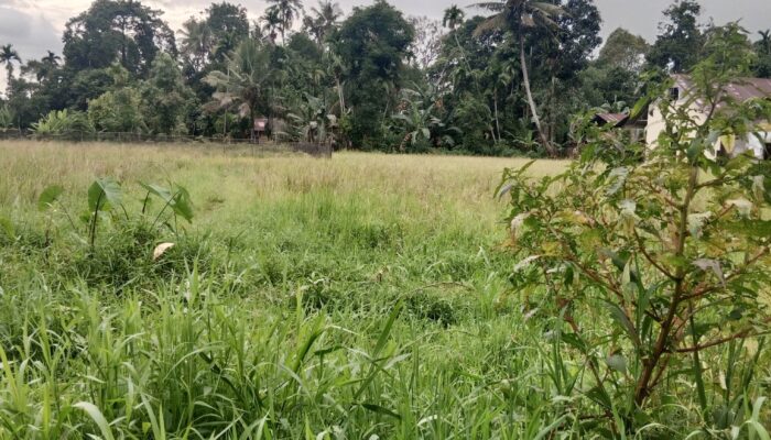 Pasca putusnya Irigasi Gunung Nago, Ratusan Petani Menjerit, 300 Ha Sawah Terlantar