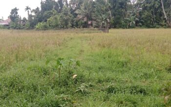 Petani Terdampak Putusnya Irigasi Gunung Nago Minta Pemerintah Segera Carikan Solusinya