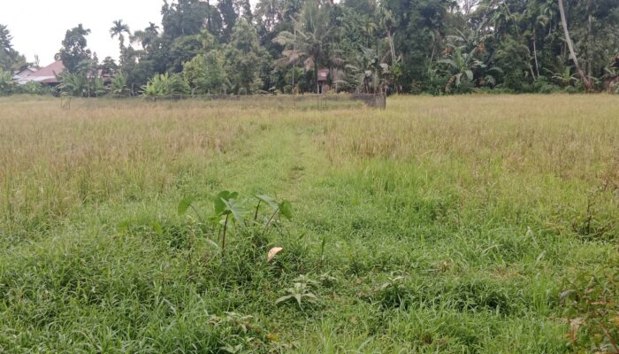 Petani Terdampak Putusnya Irigasi Gunung Nago Minta Pemerintah Segera Carikan Solusinya