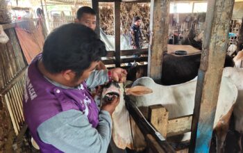 Pemko Padang Pastikan Hewan Kurban Layak dan Sehat Jelang Iduladha