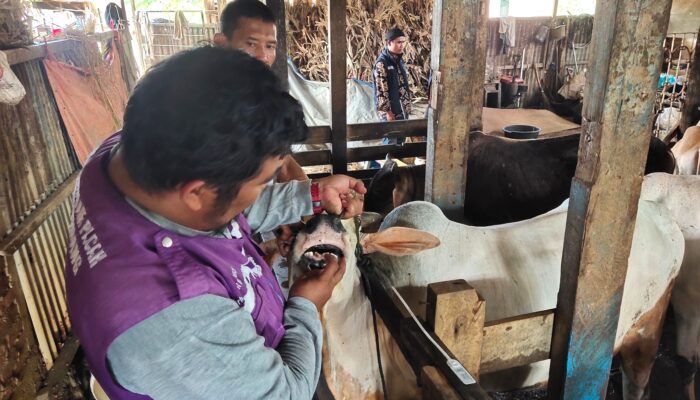 Pemko Padang Pastikan Hewan Kurban Layak dan Sehat Jelang Iduladha