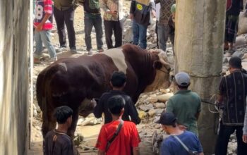 Sapi “Lambo” Milik Wagub Sumbar Jadi Perhatian Saat Idul Adha di Pasaman