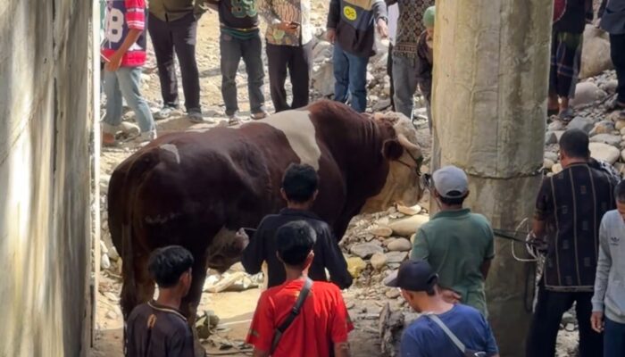 Sapi “Lambo” Milik Wagub Sumbar Jadi Perhatian Saat Idul Adha di Pasaman