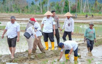 Sumbar Tuntaskan Rehabilitasi 3.902 Hektare Sawah Terdampak Bencana