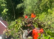 Hujan dan Angin Kencang Picu Pohon Tumbang di Dua Titik Kota Padang