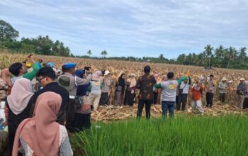 Alih Komoditi Berhasil, Petani Padang Panen Jagung Pioneer 32 Pascabencana