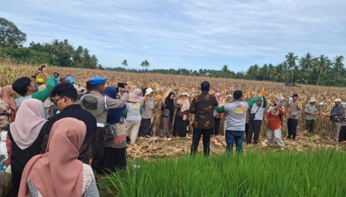 Alih Komoditi Berhasil, Petani Padang Panen Jagung Pioneer 32 Pascabencana