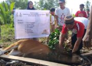 Pemprov Sumbar Pastikan Tebar Qurban di Mentawai Tepat Sasaran