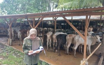 Cegah PMK, Pemko Padang Gencarkan Vaksinasi Gratis untuk Hewan Ternak