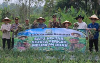 Pemkab Tanah Datar Bersama Kejari Gelar Panen Raya Bawang Merah