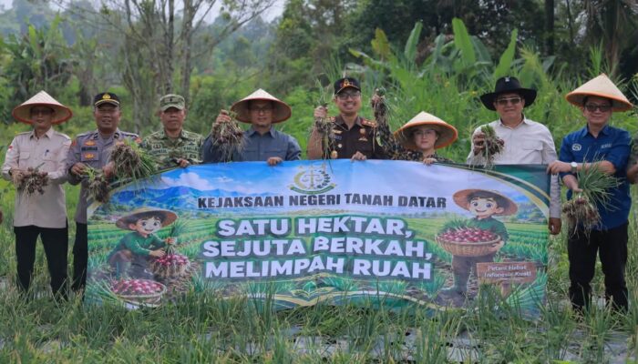 Pemkab Tanah Datar Bersama Kejari Gelar Panen Raya Bawang Merah