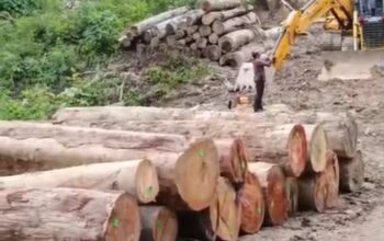 Bos Kayu Ilegal Sariak Bayang Diseret ke Meja Hijau , Negara Rugi Ribuan Kubik