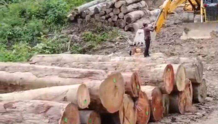 Bos Kayu Ilegal Sariak Bayang Diseret ke Meja Hijau , Negara Rugi Ribuan Kubik