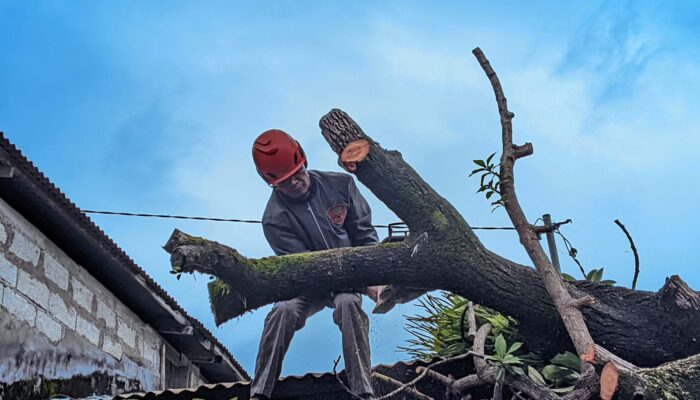 Enam Pohon Tumbang dan 74 Titik Banjir di Padang, BPBD Tingkatkan Kesiapsiagaan